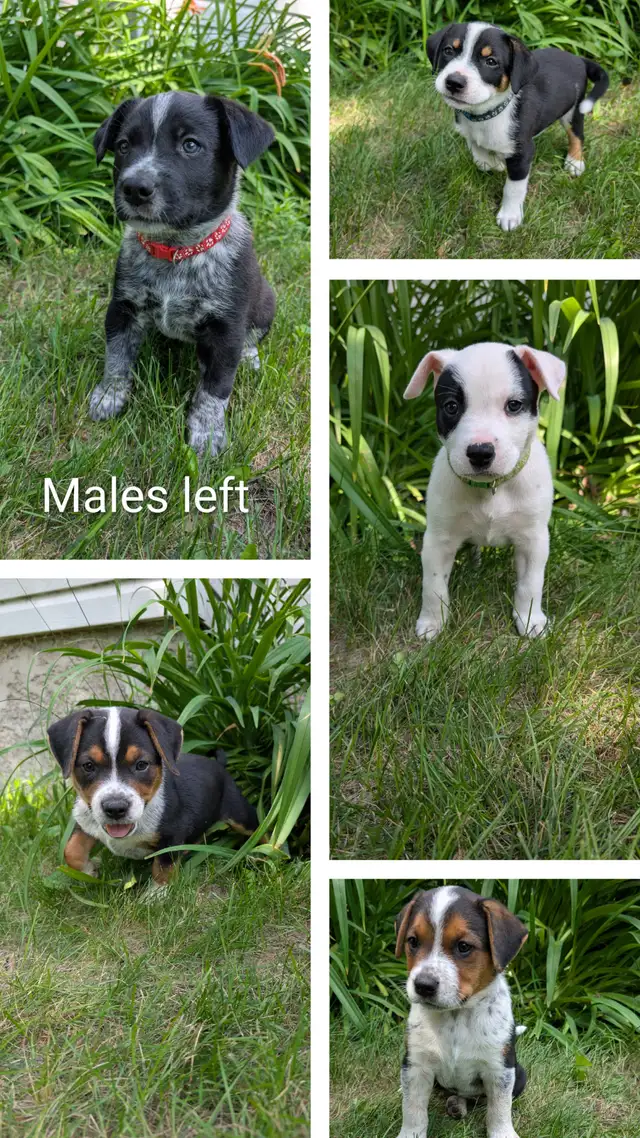 Heeler Mix Puppies