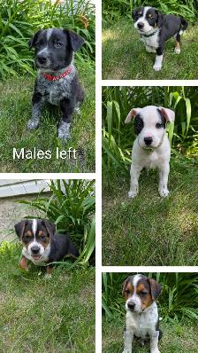 Heeler Mix Puppies
