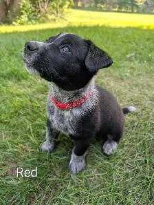Heeler Mix Puppies - Photo 2