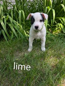 Heeler Mix Puppies - Photo 3