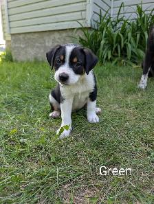 Heeler Mix Puppies - Photo 4