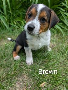 Heeler Mix Puppies - Photo 5