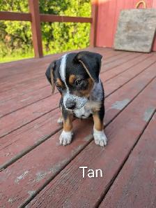 Heeler Mix Puppies - Photo 6