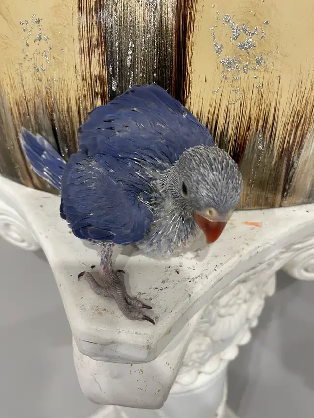 Indian ringneck Violet baby male.