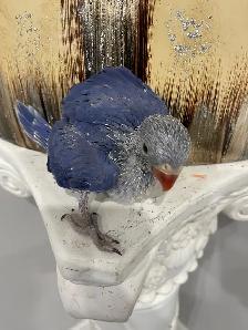 Indian ringneck Violet baby male.