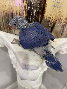 Indian ringneck Violet baby male. - Photo 2