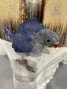 Indian ringneck Violet baby male. - Photo 3