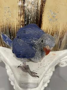 Indian ringneck Violet baby male. - Photo 4