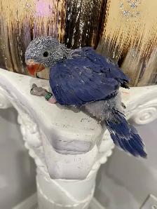 Indian ringneck Violet baby male. - Photo 5
