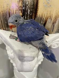 Indian ringneck Violet baby male. - Photo 6