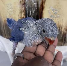 Indian ringneck Violet baby male. - Photo 7