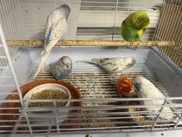 English budgies.