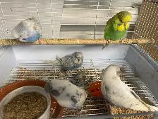 English budgies. - Photo 3