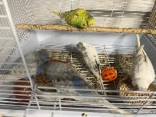 English budgies. - Photo 4