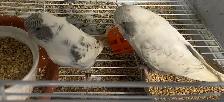 English budgies. - Photo 5