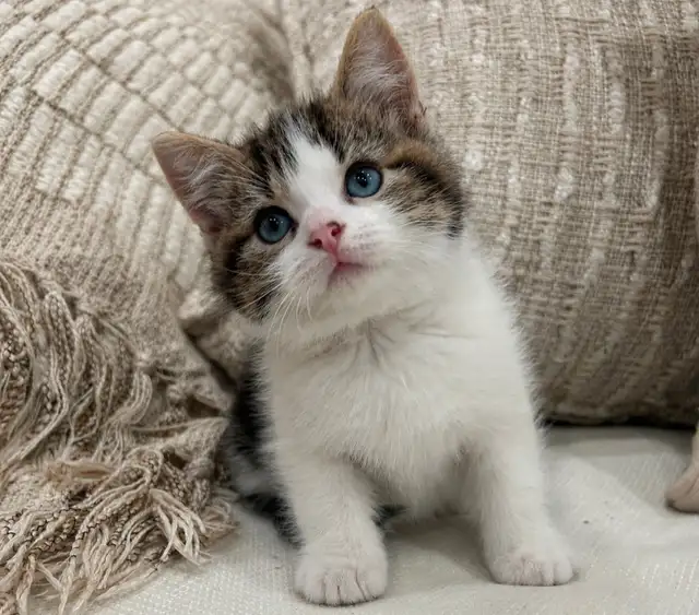Chaton Sibérien hypoallergénique
