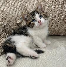 Chaton Sibérien hypoallergénique - Photo 4