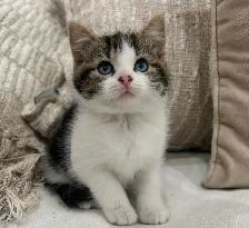 Chaton Sibérien hypoallergénique - Photo 5