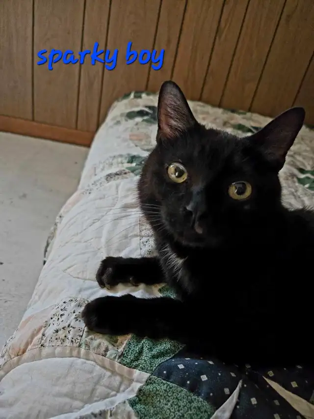 YOUNG MALE CAT NEEDS A HOME