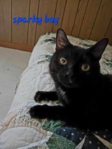 YOUNG MALE CAT NEEDS A HOME