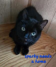 YOUNG MALE CAT NEEDS A HOME - Photo 2