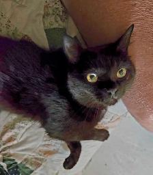 YOUNG MALE CAT NEEDS A HOME - Photo 3