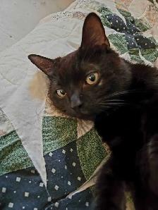 YOUNG MALE CAT NEEDS A HOME - Photo 4