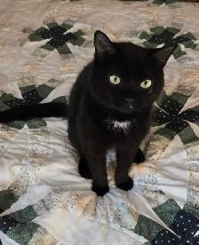 YOUNG MALE CAT NEEDS A HOME - Photo 5