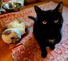YOUNG MALE CAT NEEDS A HOME - Photo 6
