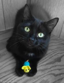 YOUNG MALE CAT NEEDS A HOME - Photo 8