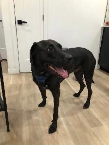 Chien noir trouvé (Lab X Pit) - Photo 2