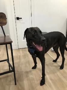 Chien noir trouvé (Lab X Pit) - Photo 3