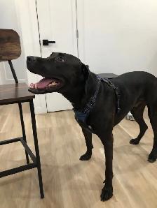 Chien noir trouvé (Lab X Pit) - Photo 4