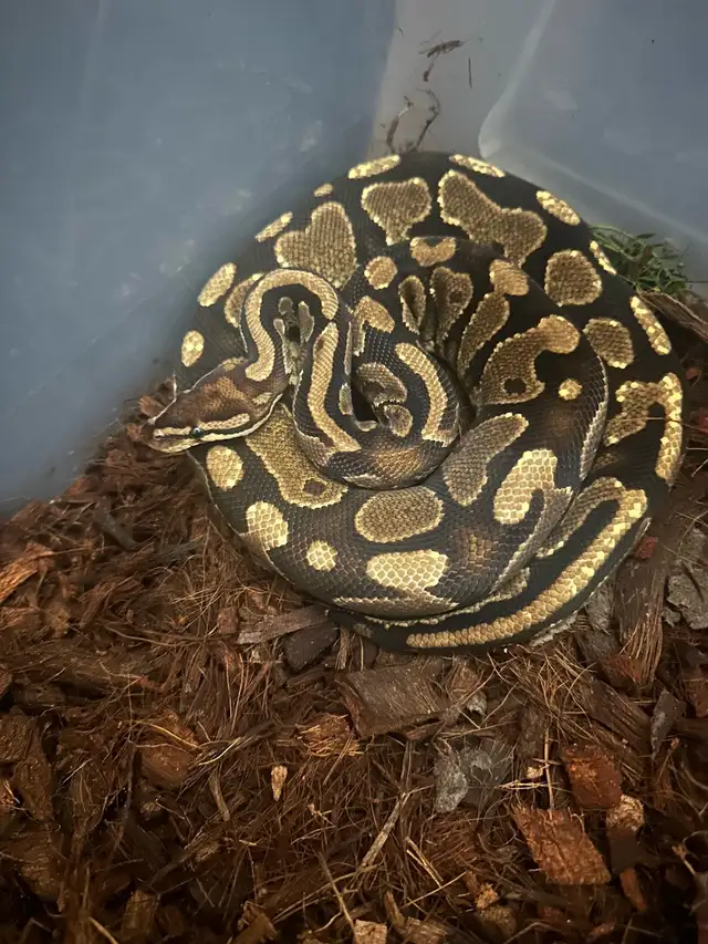 Female Ball Python