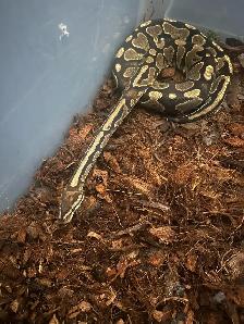 Female Ball Python - Photo 2