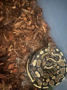 Female Ball Python - Photo 3