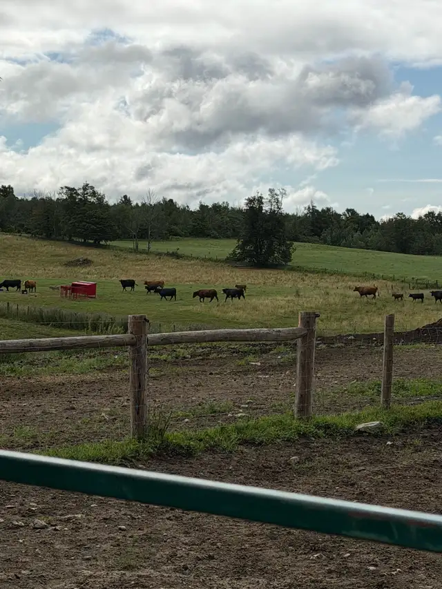 cows calf pairs for dale