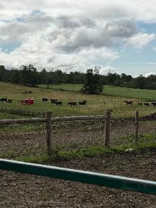 cows calf pairs for dale