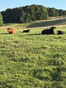 cows calf pairs for dale - Photo 2