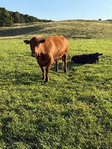 cows calf pairs for dale - Photo 3