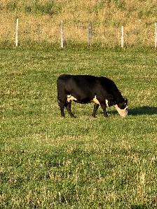 cows calf pairs for dale - Photo 4