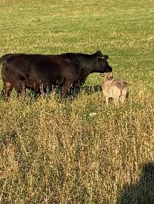 cows calf pairs for dale - Photo 5