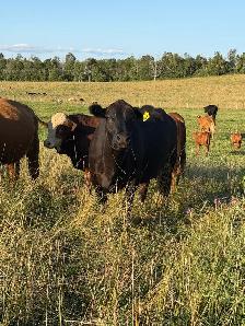 cows calf pairs for dale - Photo 6