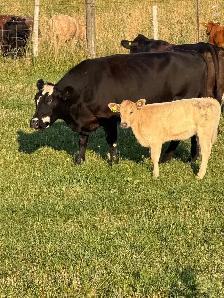 cows calf pairs for dale - Photo 7