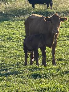 cows calf pairs for dale - Photo 8