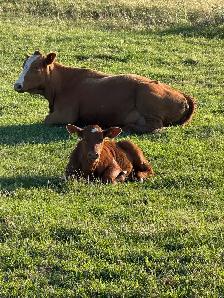 cows calf pairs for dale - Photo 9