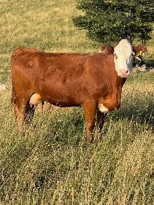 cows calf pairs for dale - Photo 10