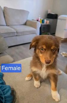 Puppies for sale