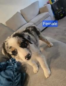 Puppies for sale - Photo 2