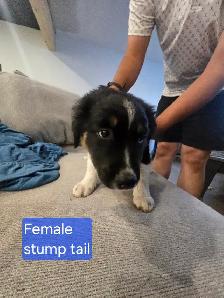 Puppies for sale - Photo 3